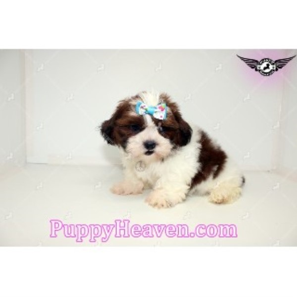 shih tzu breeder california shih tzu breeders in california freedoglistings breeds picture shih tzu breeder california shih tzu breeders in california freedoglistings breeds picture