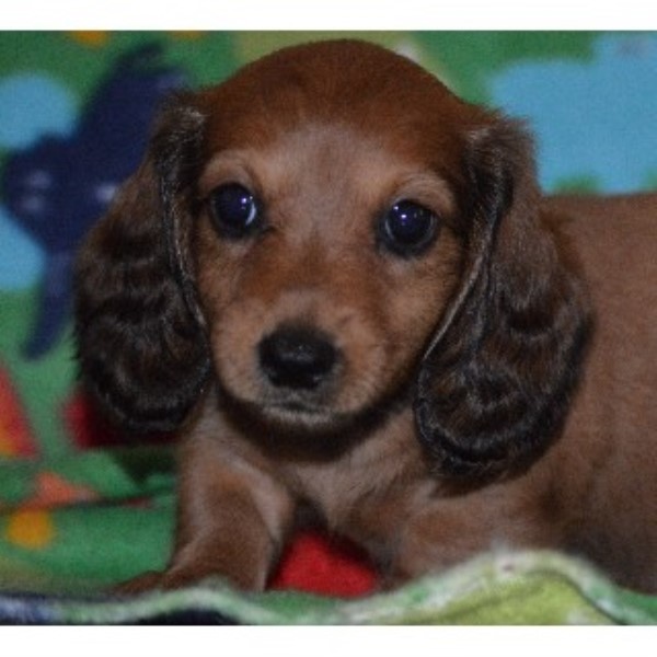 free dachshund puppies in tennessee dachshund breeders in tennessee we mini dachshund puppies for breeds picture free dachshund puppies in tennessee dachshund breeders in tennessee we mini dachshund puppies for breeds picture