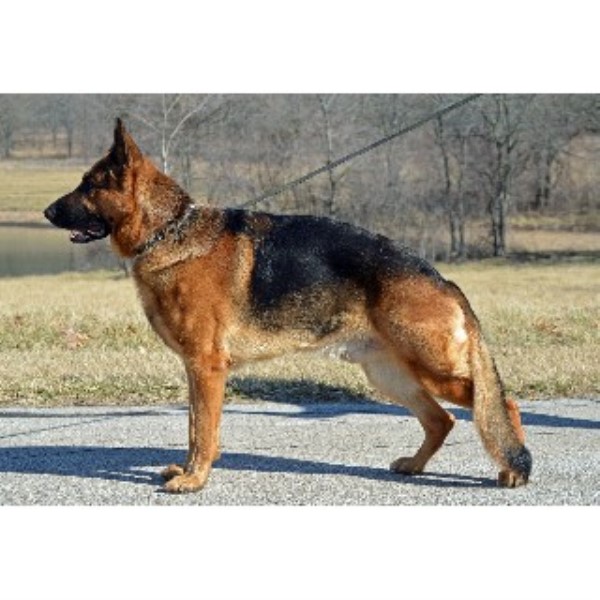 puppies in kansas kansas german shepherd breeders breeds picture puppies in kansas kansas german shepherd breeders breeds picture