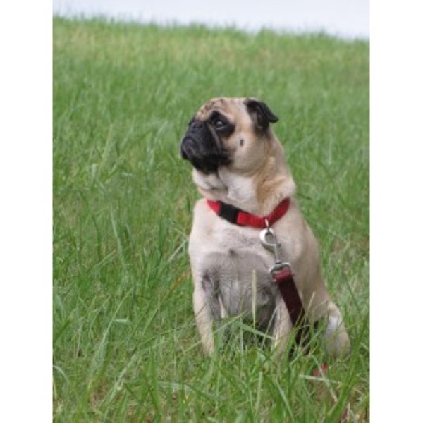 pug breeder scotland pug breeders in newfoundland and labrador freedoglistings breeds picture pug breeder scotland pug breeders in newfoundland and labrador freedoglistings breeds picture