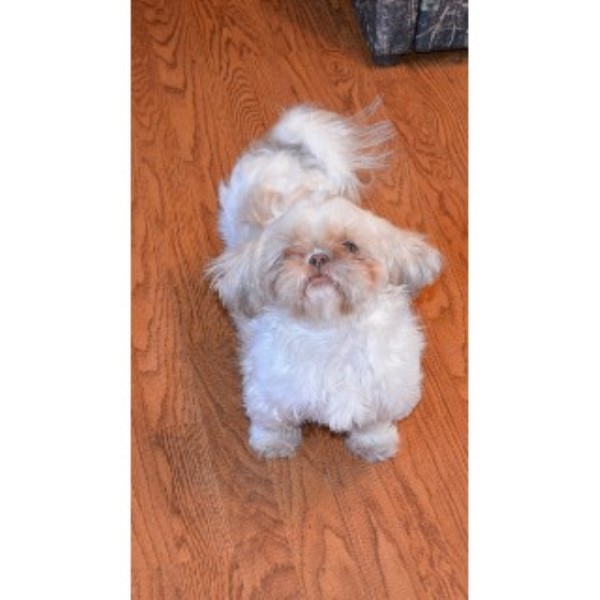 shih tzu breeders southern california shih tzu breeders and kennels freedoglistings page 2 shih tzu breeders southern california shih tzu breeders and kennels freedoglistings page 2