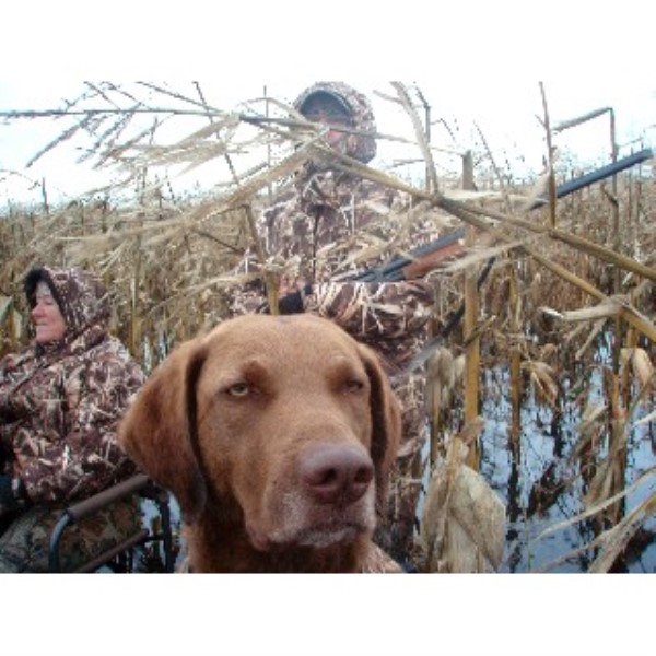 Marshlan Chesapeakes, Chesapeake Bay Retriever Breeder in Flint, Michigan