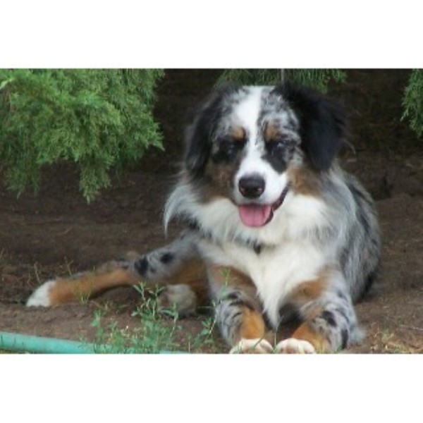 australian shepherd puppies kansas 4b farms aussies miniature australian shepherd stud in grinnell kansas listing id australian shepherd puppies kansas 4b farms aussies miniature australian shepherd stud in grinnell kansas listing id
