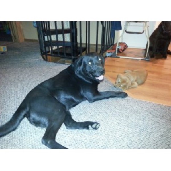 Blockhead Labradors, Labrador Retriever Stud in Thompson Falls, Montana