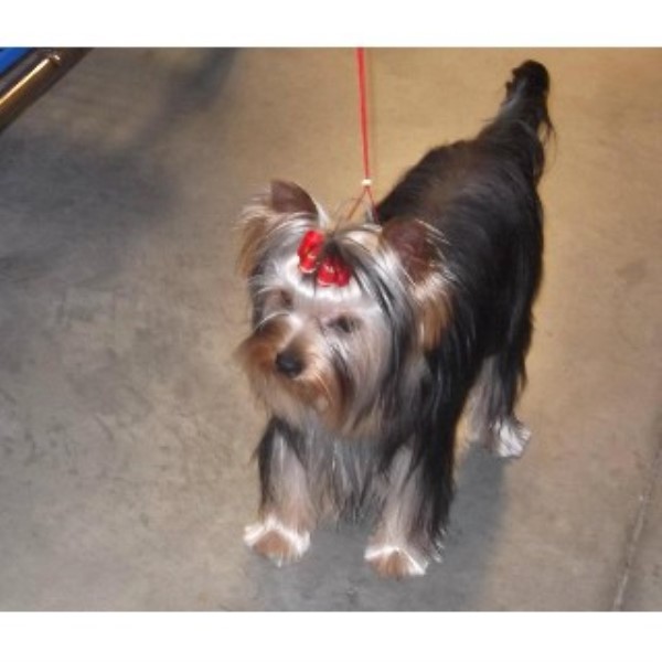 yorkies for sale in huntsville al medallion yorkies terrier stud in huntsville alabama yorkies for sale in huntsville al medallion yorkies terrier stud in huntsville alabama