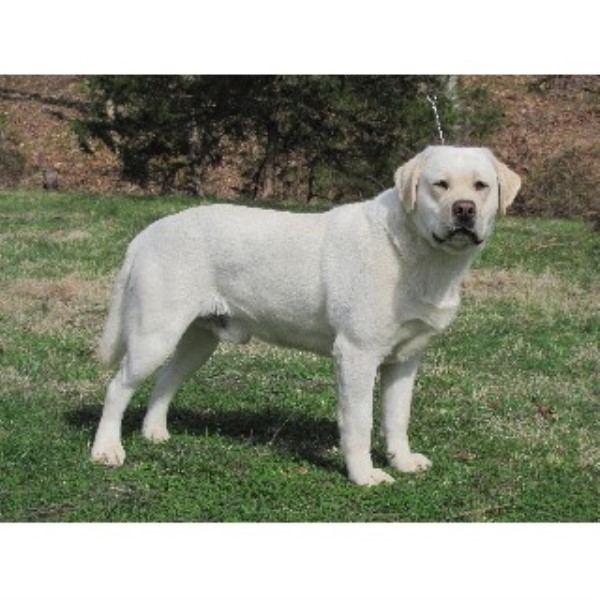 K&K Farms Labradors, Labrador Retriever Breeder in Rolla, Missouri