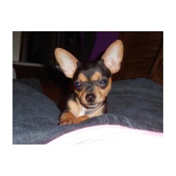 Rottweiler Breeders In Virginia Beach Rottweiler Breeders In Virginia Beach