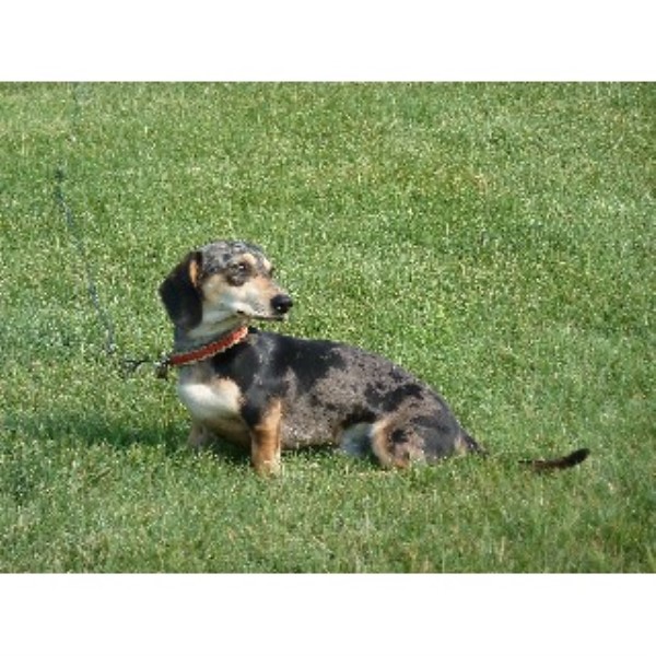 yorkie rescue kentucky yorkie rescue kentucky breeds picture yorkie rescue kentucky yorkie rescue kentucky breeds picture