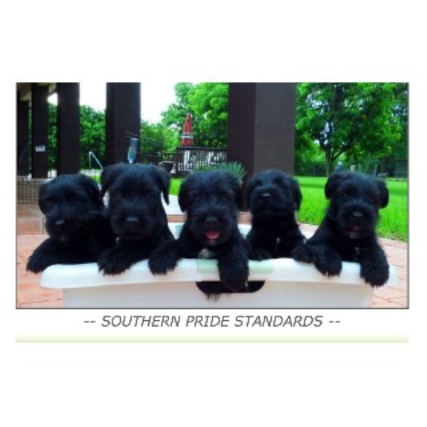 schnauzer puppies florida we found shih tzu breeders in the following states and provinces breeds picture schnauzer puppies florida we found shih tzu breeders in the following states and provinces breeds picture