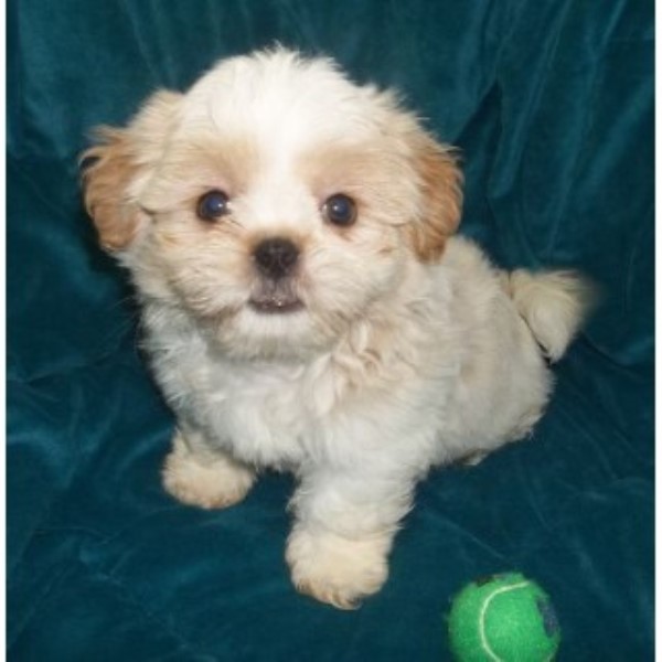 shih tzu rescue oklahoma housepuppies shih tzu breeder in serving all the u s oklahoma listing id 19405 shih tzu rescue oklahoma housepuppies shih tzu breeder in serving all the u s oklahoma listing id 19405