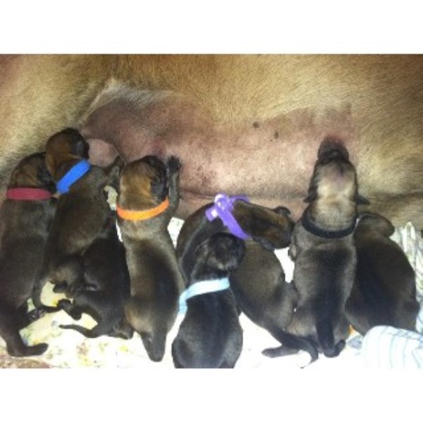 pug puppies for sale in zanesville ohio italian mastiff puppies for sale in cincinnati breeds picture pug puppies for sale in zanesville ohio italian mastiff puppies for sale in cincinnati breeds picture