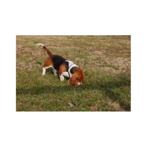 basset hound puppies alabama basset hound breeders in alabama freedoglistings basset hound puppies alabama basset hound breeders in alabama freedoglistings