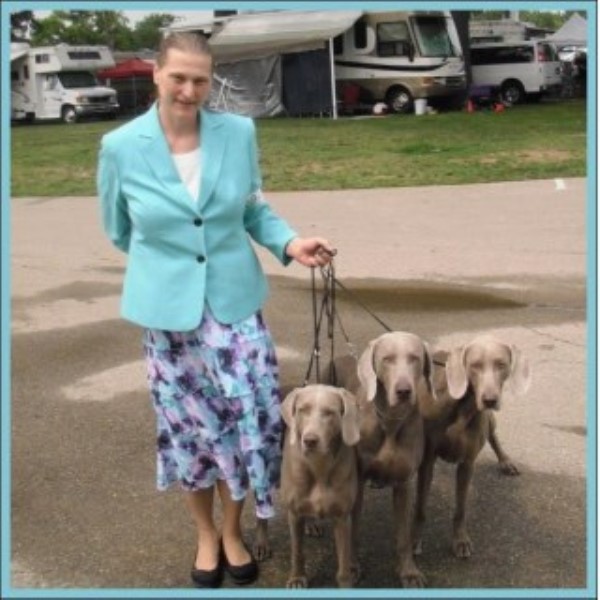 Adelgrau Weimaraners