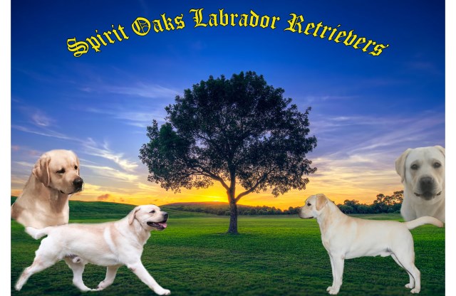 Labrador Retriever Breeder 21085