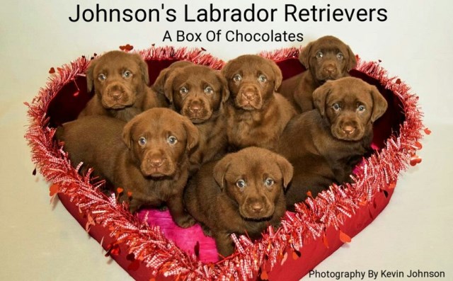 Johnson's Labrador Retrievers