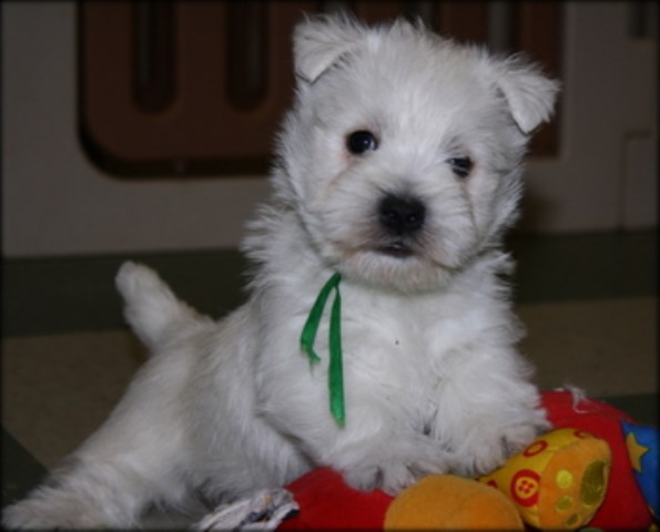 West Highland White Terrier Breeder 16768