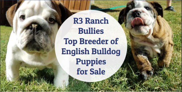 R3 Ranch Bullies