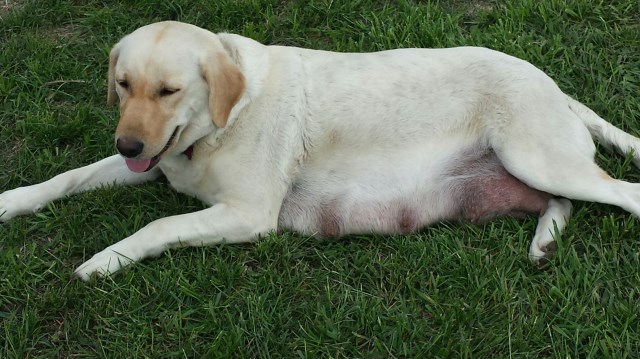 Labrador Retriever Breeder 25789