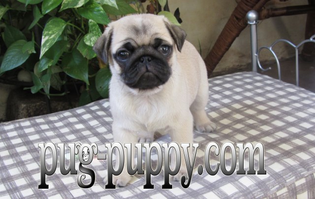 pug ma pug puppy breeder of boston ma pug breeder in saugus massachusetts pug ma pug puppy breeder of boston ma pug breeder in saugus massachusetts