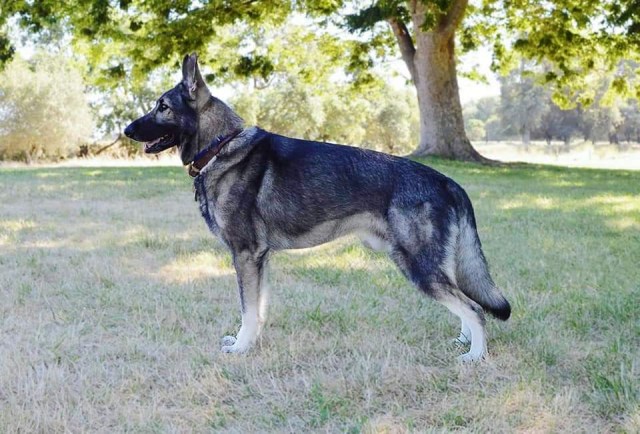 German Shepherd Dog Stud 27471