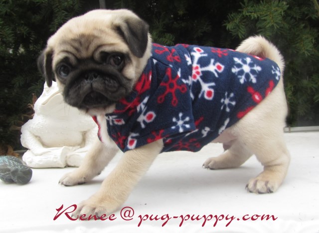 pug ma pug puppy breeder of boston ma pug breeder in saugus massachusetts pug ma pug puppy breeder of boston ma pug breeder in saugus massachusetts