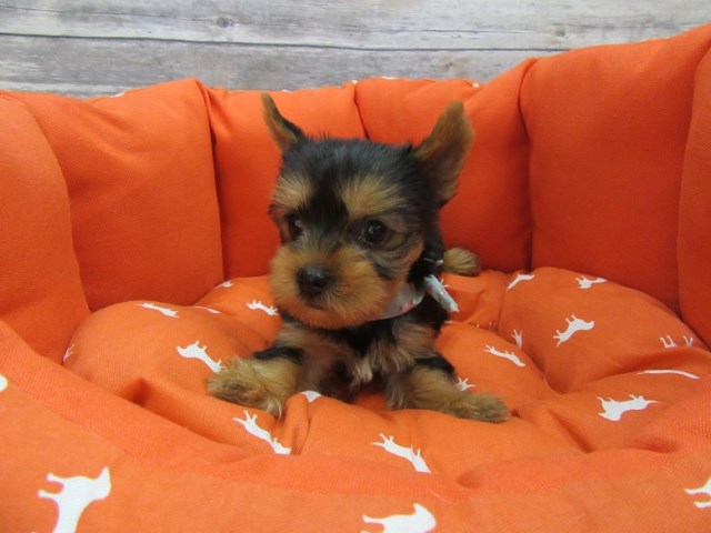 Yorkshire Terrier puppy for sale + 47051