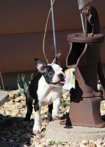 Boston Terrier puppy for sale + 65866