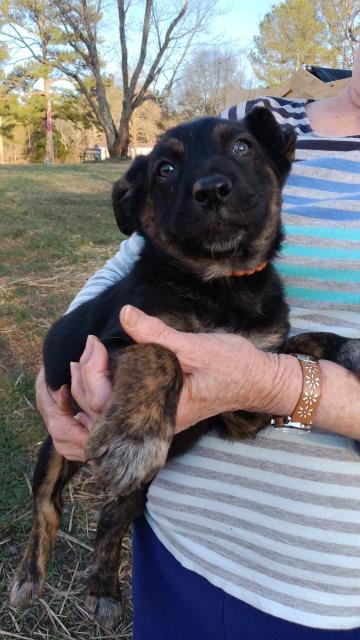 Australian German Shepherd puppies for sale!