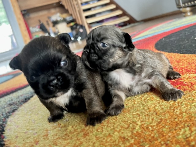 French Bulldog puppy for sale + 64965