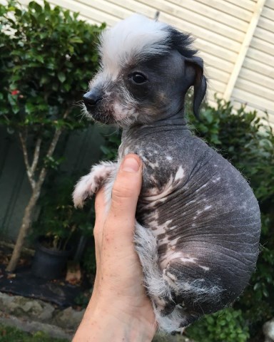 Chinese Crested Puppies For Sale
