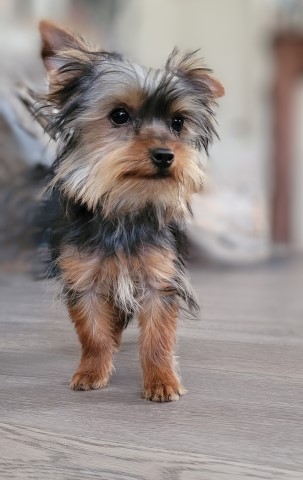 Yorkshire Terrier puppy for sale + 65723