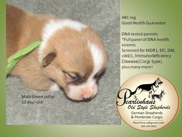 Pembroke Welsh Corgi puppy for sale + 65270