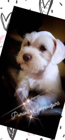 Miniature Schnauzer puppy for sale + 65791