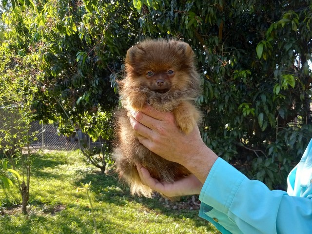 Pomeranian puppy for sale + 65880