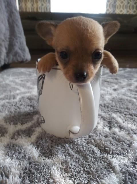 Best Baby Chihuahua