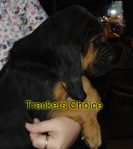Bloodhound puppy for sale + 47105