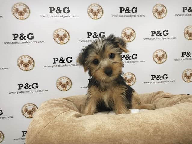 Yorkshire Terrier puppy for sale + 47207