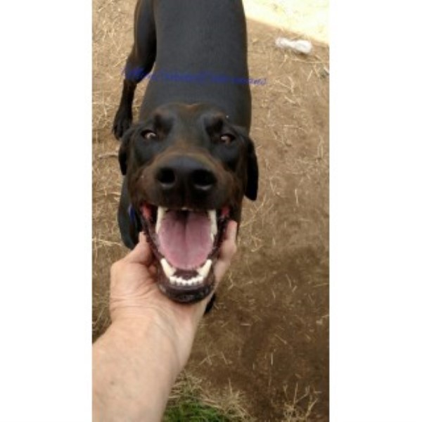 AKC Melanistic  Black Male Doberman