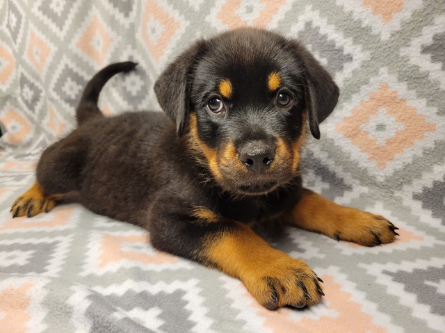 AKC Male Rottweiler Puppies