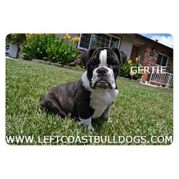 Sweet Bulldog Puppy For Sale In Northern California