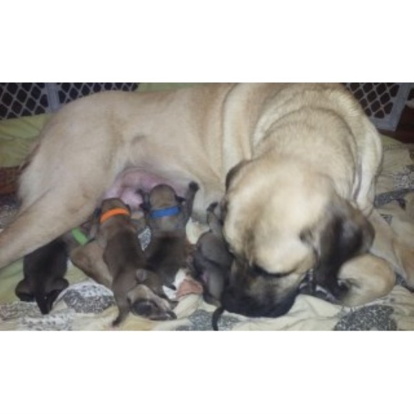 Mastiff puppy for sale + 46435