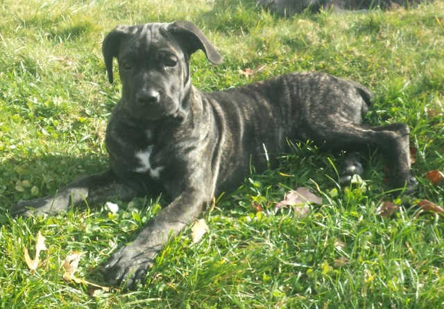 Cane Corso puppy for sale + 47113