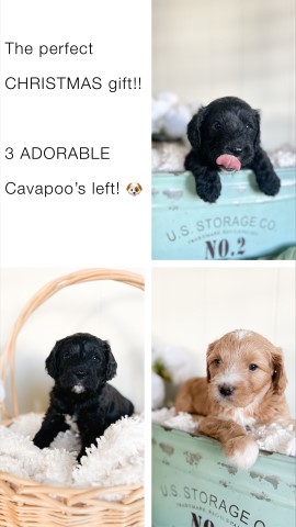 Adorable Cavapoo Puppies!