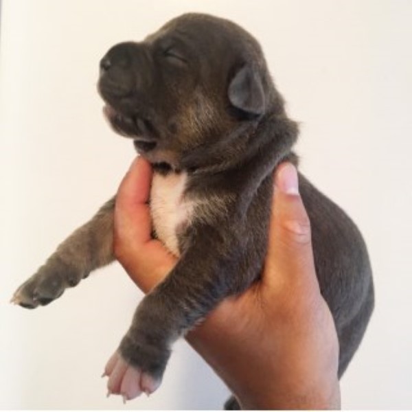 American Bully Puppies Champion Bloodline