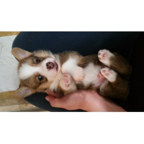 Pembroke Welsh Corgi puppy for sale + 45787