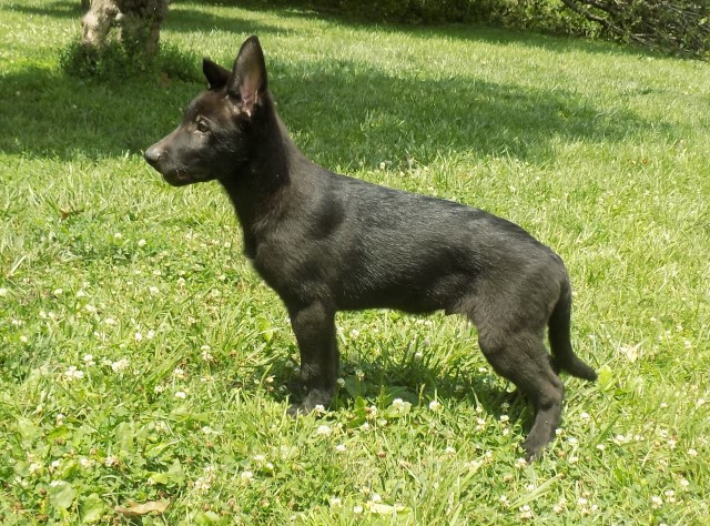 13 week old Black German Shepherd female