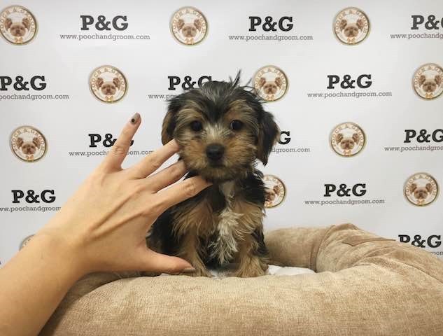 Yorkshire Terrier puppy for sale + 47195