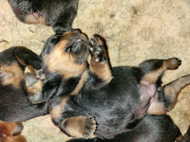 Rottweiler puppy for sale + 62478