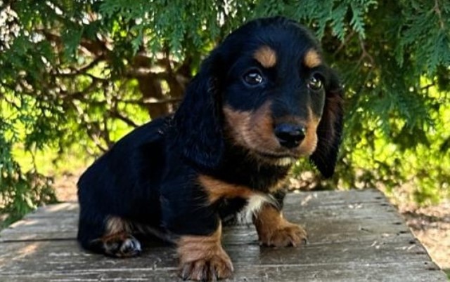 Dachshund puppy for sale + 65000