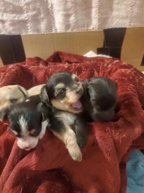 Designer Chorky-Poo (Chihuahua/Yorky/Toy Poodle) Pups for Sale